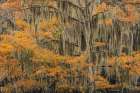 Bald Cypress tree draped in Spanish moss with fall colors Caddo Lake State Park-Uncertain-Texas Art Print